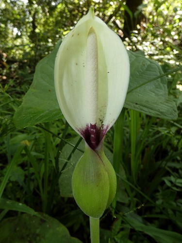 Image of Xanthosoma mexicanum by (c) Kai Squires, some rights reserved (CC BY)