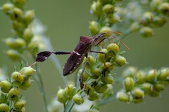 Leptoglossus phyllopus