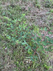 Apocynum androsaemifolium