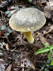 Retiboletus ornatipes