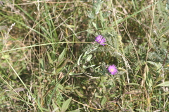 Symphyotrichum sericeum