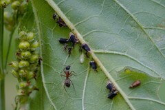 Camponotus chromaiodes