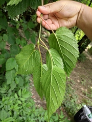 Davidia involucrata