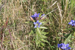 Gentiana puberulenta