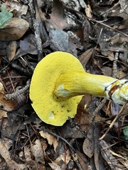 Retiboletus ornatipes