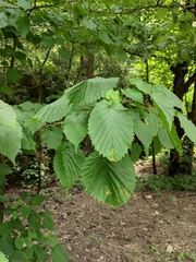 Davidia involucrata
