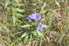 Gentiana puberulenta