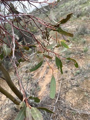 Eucalyptus salubris