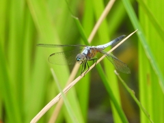 Brachydiplax chalybea