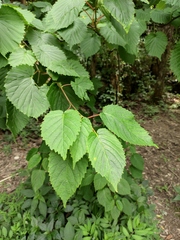 Davidia involucrata