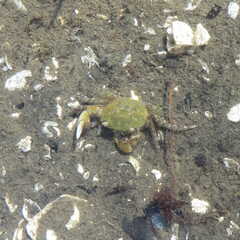 Hemigrapsus oregonensis