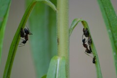 Camponotus chromaiodes