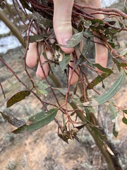 Eucalyptus salubris