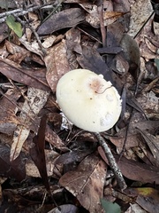 Amanita lavendula
