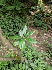 Daphniphyllum macropodum