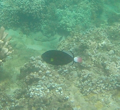 Melichthys vidua