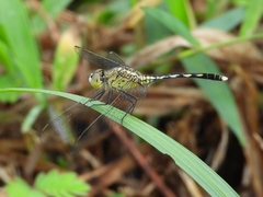 Diplacodes trivialis