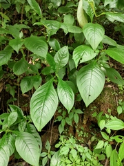 Hemiboea subcapitata