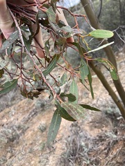 Eucalyptus salubris