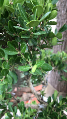 Buxus sempervirens