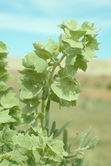 Atriplex canescens