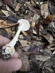 Amanita lavendula
