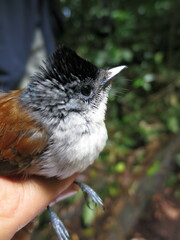 Terpsiphone atrochalybeia