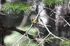 Setophaga occidentalis