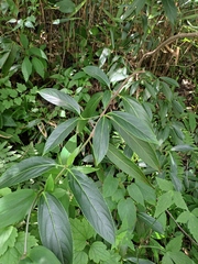 Forsythia viridissima