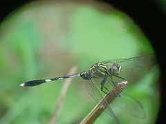Orthetrum sabina