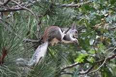 Sciurus aberti