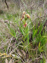 Pterostylis sanguinea