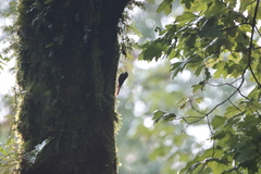 Sittasomus griseicapillus