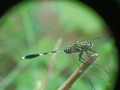 Orthetrum sabina