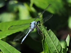 Erythemis simplicicollis