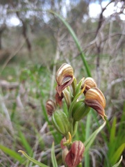 Pterostylis sanguinea