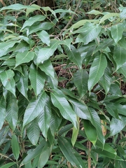 Castanopsis chinensis