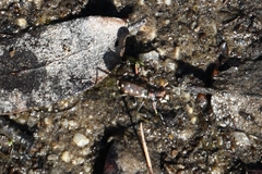 Cicindela sedecimpunctata