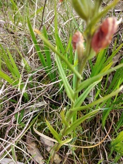 Pterostylis sanguinea
