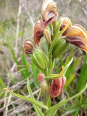 Pterostylis sanguinea