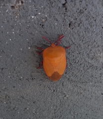 Tessaratoma papillosa