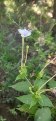 Mirabilis longiflora