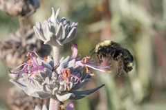 Bombus vosnesenskii