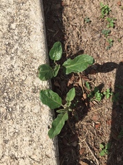 Asclepias