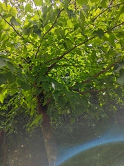 Davidia involucrata