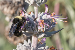 Bombus vosnesenskii