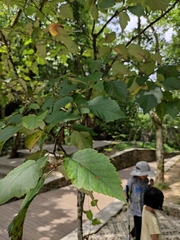 Davidia involucrata