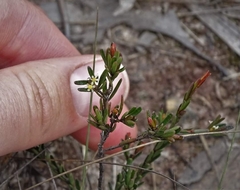 Pseudanthus orientalis