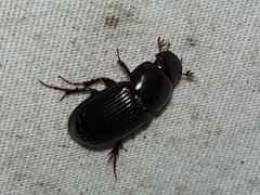 Aphodiinae