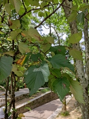 Davidia involucrata